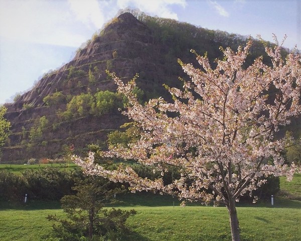 五天山公園の桜