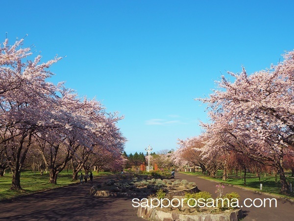 オニウシ公園の桜.jpg
