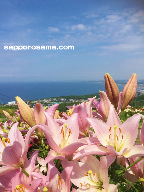 青い空と海 そしてユリ 夏のオーンズ春香山ゆり園 見頃は 小樽市 札幌で子育て