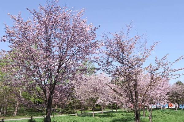 モエレ沼公園の桜.jpg