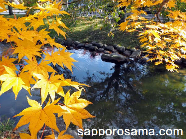 中島公園の池と紅葉(黄色).png