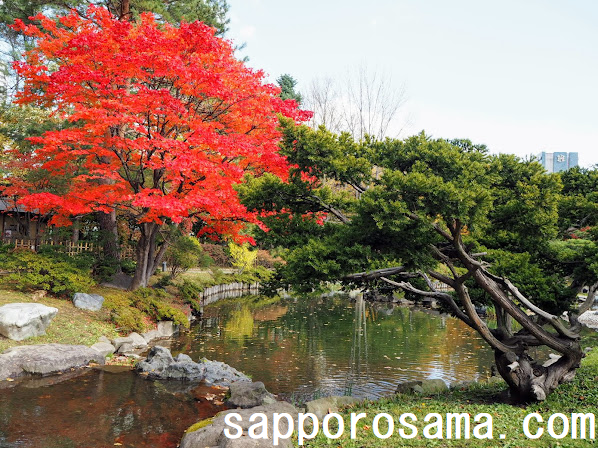 中島公園日本庭園で紅葉狩り3.png