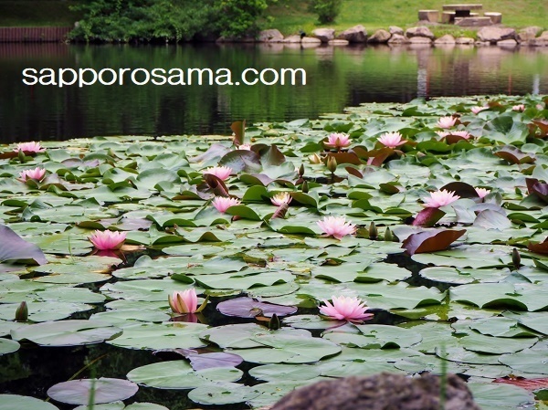 安平町鹿公園キャンプ場の池に咲く蓮の花.jpg