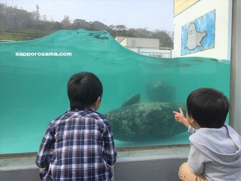 市立室蘭水族館アザラシが泳ぐ姿.jpg