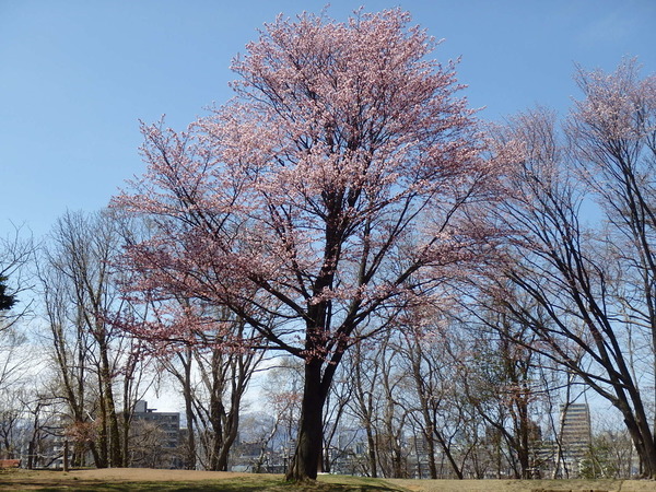 月寒公園の桜（こどものひろば近く）.jpg