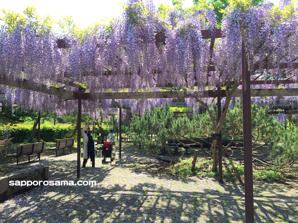 百合が原公園の藤棚.png