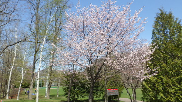 藻南公園の桜.jpg