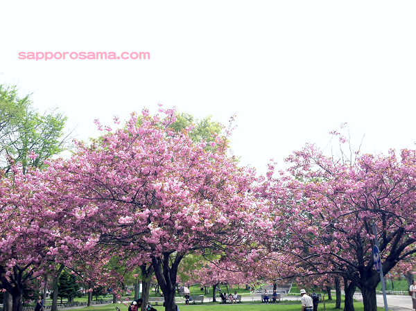 農試公園の桜.png