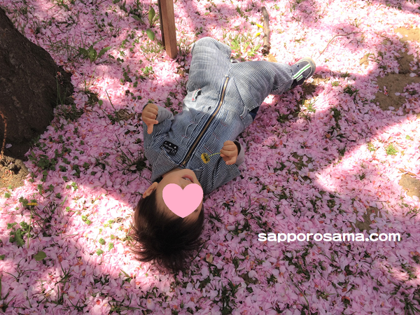 農試公園の桜2（2012年5月24日）.png
