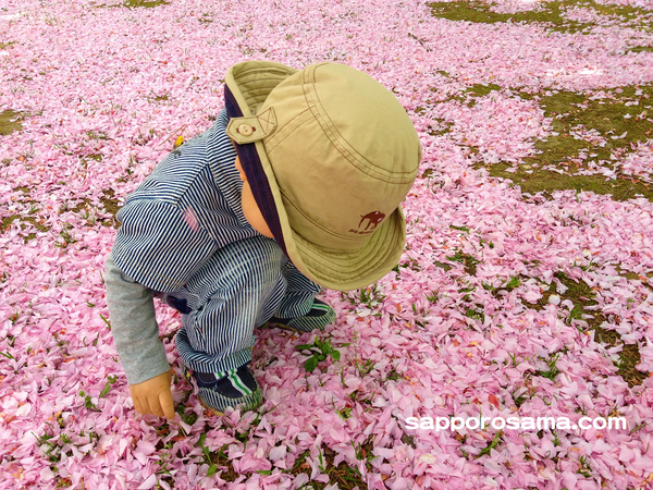 農試公園の桜3（2012年5月24日）.png