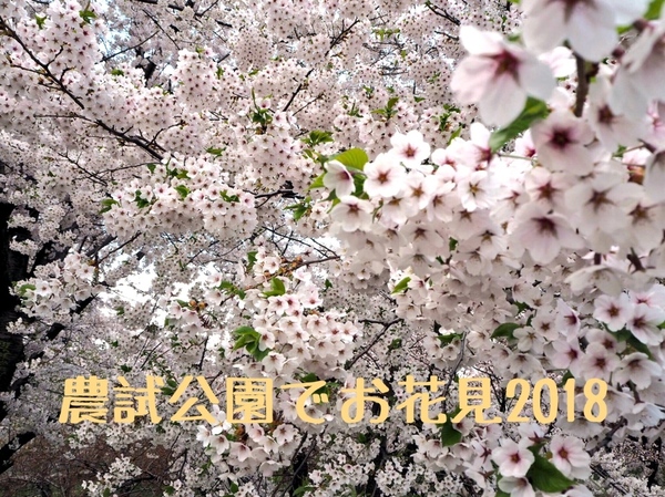 農試公園の桜2018