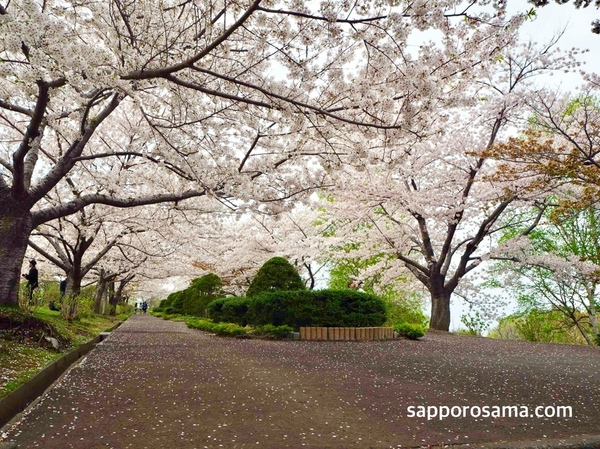 小樽手宮公園・手宮緑化植物園の桜