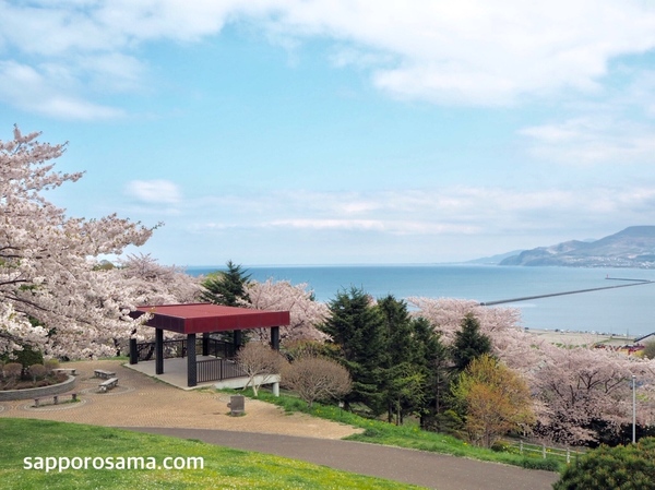 小樽手宮公園・手宮緑化植物園の桜と海２